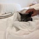 네코스테이 고양이마을 이미지