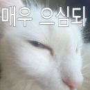 ᵀᵁᴿᴷᴱᵞ· ᶤᶳᵗᵃᶰᵇᵘˡ 먹다가 끝남 진짜루