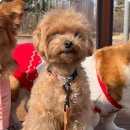 개좋은 유치원 이미지