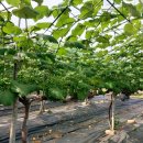 벧엘농원 이미지