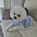 야옹아멍멍해봐 송파위례점 이미지