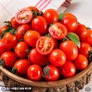 싱싱과일 - 창원시 마산회원구 삼계4길 15 | 국내산 대추방울토마토 2kg 추천 신선한 건강간식 샐러드용 과일 더싱싱 후기
