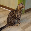 효민님의 뱅갈고양이 이미지