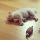 제일식육점 이미지