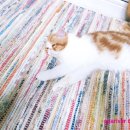 스파리버 캐터리 이미지