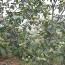 호두나무 이미지