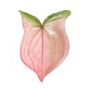 칼라디움
