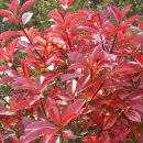 가시나무공원 이미지