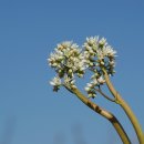 돌단풍 / Maple-leaf mukdenia 이미지