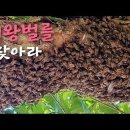 숲속청계농장 이미지