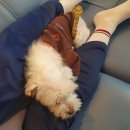 면목동물병원 이미지