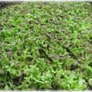 일도네민박 이미지