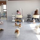 mm애견공방 이미지