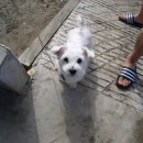 도브민박 이미지