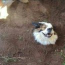 개팔자 상팔자 이미지