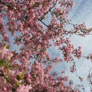 꽃동산 | 완산칠봉꽃동산 26.04.13 기준 방문 후기 :)