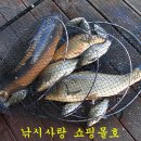 붕어의 신 이미지