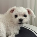 선희 | [선희일기 32] 결혼 준비를 혼자 하는 건 생각보다 힘들다! 6월 2주차