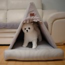 인디언걸 | 강아지집 추천 강아지하우스 고민 끝! 펫브랜디 애견텐트 실사용 리뷰
