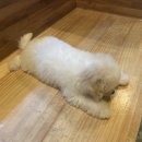 개꿀잼 애견카페 이미지