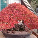 앵지밭골 이미지