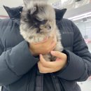 럭스펫케어