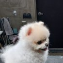 뚜뚜하니 이미지