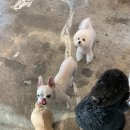 비마인 독 이미지