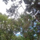 강화도아침숲속캠핑장 이미지