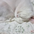 마시멜로냥 이미지