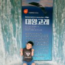 아라곰장어 | 물속 하마를 볼 수있는 사천 아라마루 아쿠아리움