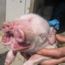 길림농장 이미지