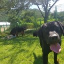 대구애견스쿨 | 대구대형견호텔 대형견훈련 대구애견스쿨 후기