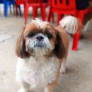 땡칠이 민박 이미지