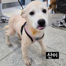 똥꼬발랄 이미지