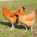 닭의 종류와 특성 이미지