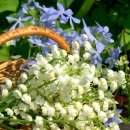 새벽이슬 이미지