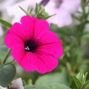 모닝글로리 이미지