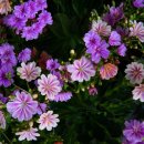 하도 가을이네 민박 이미지