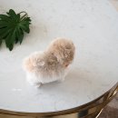 바닐라 퍼피 이미지