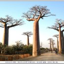바오밥 이미지