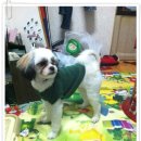 시츄언니 이미지