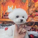 동일애견샵 이미지