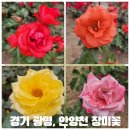 연서초등학교 | 경기 광명 안양천 장미 명소 위치 하안교 5월 24일(수) 만개 현황 &amp; 주차정보