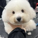 벨라루시애견미용학원 이미지