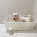 애플스파 | 강아지 피부각질 펫케어 아인솝 비누, 탄산스파 입욕제 후기