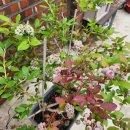 화태민박 이미지