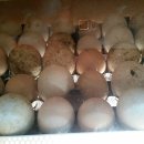 가영이네농장 이미지