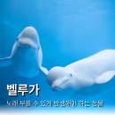 벨루가 이미지