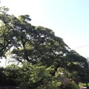 명월 팽나무군락 이미지